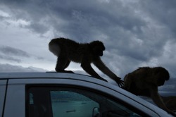 Blurred silhouettes of furry monkeys sit on car roof with grey overcast background. Ape trying to reach back of other monkey. Gibraltar Barbary macaque monkeys