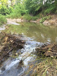 Beaver dam obstructing natural flow of creek creek