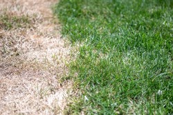 Visible distinction between healthy lawn and chemical burned grass. 