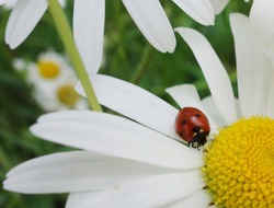 Closeup small white daisy flowers with red ladybug on the petals next to the yellow nectar, pollen. Space to add text around the red ladybird, on white daisy petals & blurry green leafs in background 