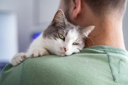 Cat with green eyes hugging male