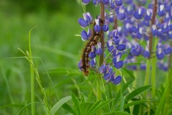 A large brown hairy caterpillar crawls over purple lupine flowers in summer