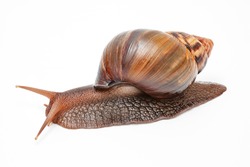 Achatina fulica, giant snail on a white background,