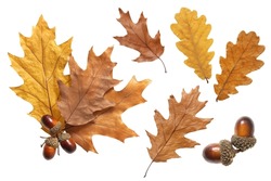 oak leaves and acorns isolate on a white background, dry yellowed leaves and fruits of a marsh oak, oak herbarium