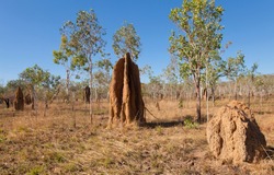termite mound, termitarium, termites nesting in the australien outback near Darwin