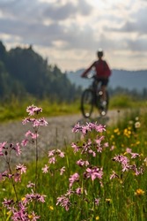 woman on bicycle as blurred silhouette in backlit behind beatiful mountain flowers