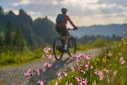 woman on bicycle as blurred silhouette in backlit behind beatiful mountain flowers