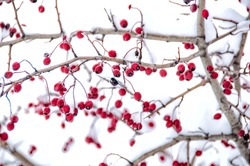 Hawthorn berries on a branch under heavy snow. Hawthorn berries under snow