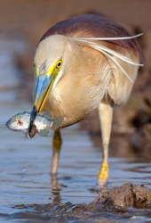 bird with preyed fish in the beak beautiful closeup of water bird , The Indian pond heron or paddy bird is a small heron