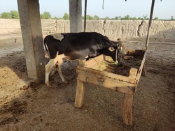 Cattles in Cattle farm in rural Punjab , setup of cattle farm in rural areas of India and Pakistan , cattle's are herding in a village of Punjab 