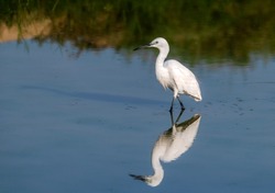 Little Egret preying fish in the pond, wildlife bird in the pond with reflection 
