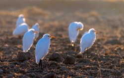 cattle egret isolated in blur background, egret on the ground , The cattle egret is a cosmopolitan species of heron found in the tropics, subtropics, and warm-temperate zones