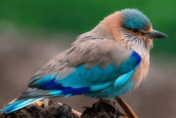 closeup of Indian roller , The Indian roller is a bird of the family Coraciidae