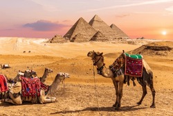 Camel caravan resting in the desert nearthe Pyramids of Egypt, Giza.