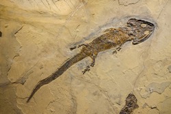 Fossil of an amphibian, sclerocephalus auseris.