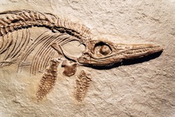 Detail of a fossil Ichthyosaurus.