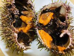 Fresh sea urchins various color on dish and still alive. Uni seafood ingredient.