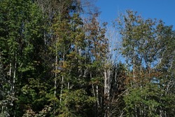 Tall green trees in forest with some white birch trees and deep blue sky. Beautiful landscape background