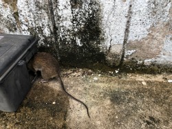 dead rat and black plastic rat bait poison box used to control vermin and mice by pest control services
