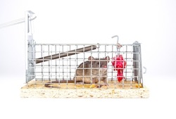 House mouse caught in live capture mouse trap. A cute little rodent in a live cage on a white background. Human ways to catch a mouse in box trap.