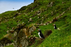 Beautiful Puffins - breeding period of these seabirds during the short and chilly summer at the rocky ocean coasts of the Mykines, the most east located island in the Faroe Islands, the Atlantic ocean