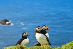 Beautiful Puffins - breeding period of these seabirds during the short and chilly summer at the rocky ocean coasts of the Mykines, the most east located island in the Faroe Islands, the Atlantic ocean