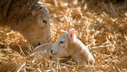 White faced new born Lleyn lamb on a farm at lambing time, UK