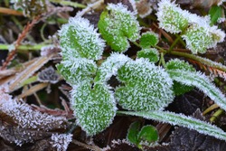 Closeup photograph of Glechoma Hederacea  leaves covered in frost. 