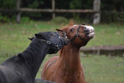 Horses playing halter fights in pasture