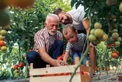 Grandfather,son and grandson working in greenhouse,picking tomatoes.