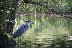 Gray Heron - Ardea cinerea, large common gray heron from lakes and rivers