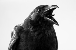 crow in studio