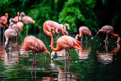 The greater flamingo (Phoenicopterus roseus) is the most widespread and largest species of the flamingo family.