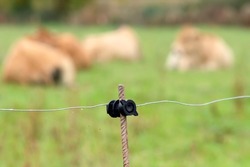 electric shepherd fencing on cattle farm for cows protection