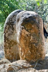 neolithic stones circle  on  Almendres Cromlech  a megalithic complex of more than 100 stones in Alentejo region , Evora, Portugal