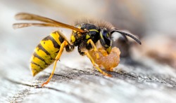 The Common Wasp (Vespula vulgaris) is a social wasp that can form nests as small as a dozen or so in the roof of your shed to colonies boasting 10 000+ in burrows or other suitable nesting sites. 
