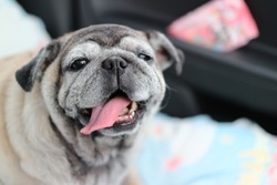 Portrait, Pug dog, fat dog, cute, good mood, funny smile, selectable focus