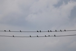 group of birds perched on electric wires outdoor sky background evening