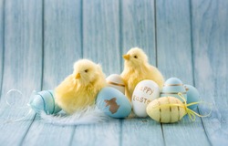 Blue, yellow, white eggs and yellow chicks on a blue wooden background. The minimal concept. An Easter card with a copy of the place for the text.