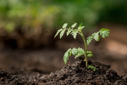 Sprout close-up. Soil with a young plant. Planting tomato seedlings in the ground. The concept of nature conservation and agriculture.