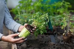 Close-up. The hands of a young woman hold the soil with a young plant. Planting seedlings in the ground. There is a spatula nearby. The concept of nature conservation and agriculture.