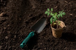 Close-up. Soil with a young plant. Planting seedlings in the ground. There is a spatula nearby. The concept of nature conservation and agriculture.