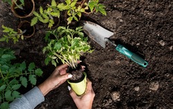 Close-up. The hands of a young woman hold the soil with a young plant. Planting seedlings in the ground. There is a spatula nearby. The concept of nature conservation and agriculture.