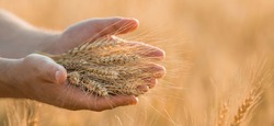 A man holds golden ears of wheat against the background of a ripening field. Farmer's hands close-up. The concept of planting and harvesting a rich harvest. Rural landscape at sunset.