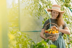 A girl with a wicker basket close-up. A farmer's wife in a cotton apron holds tomatoes. The concept of harvesting in a greenhouse.