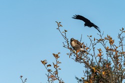 one brave crow fly over the head of a hawk resting on the orange leaves covered tree top under the blue sky trying to chasing it away 
