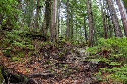 a hidden uphill trail zigzag through the rocks and exposed tree roots in the forest