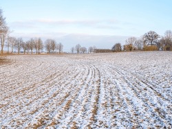 The melting snow on fields in early spring. Agriculture Snow-covered rows Green wheat on field in Germany. Agrarian field and harvest concept. Winter background