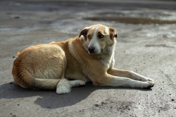 A stray dog lies on the street. An abandoned animal is waiting for its owner. Dog unattended.