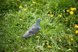 Pigeon on grass. Poultry and plants. City pigeon in park. One bird.